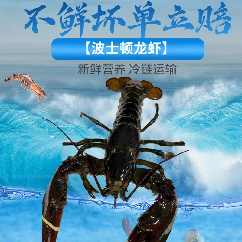 【波士顿龙虾】 单只500克左右 保鲜保肥 看清再拍 顺丰发货