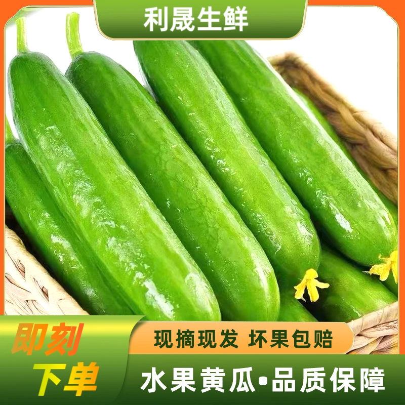 现摘现发水果小黄瓜2.5斤装【9--14根】
