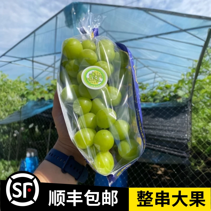湖南澧县顺丰发货阳光玫瑰无籽青提新鲜颗粒香味饱满果园多汁葡萄