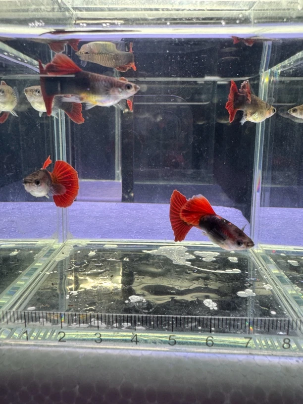 短板菊花帆折扇孔雀鱼