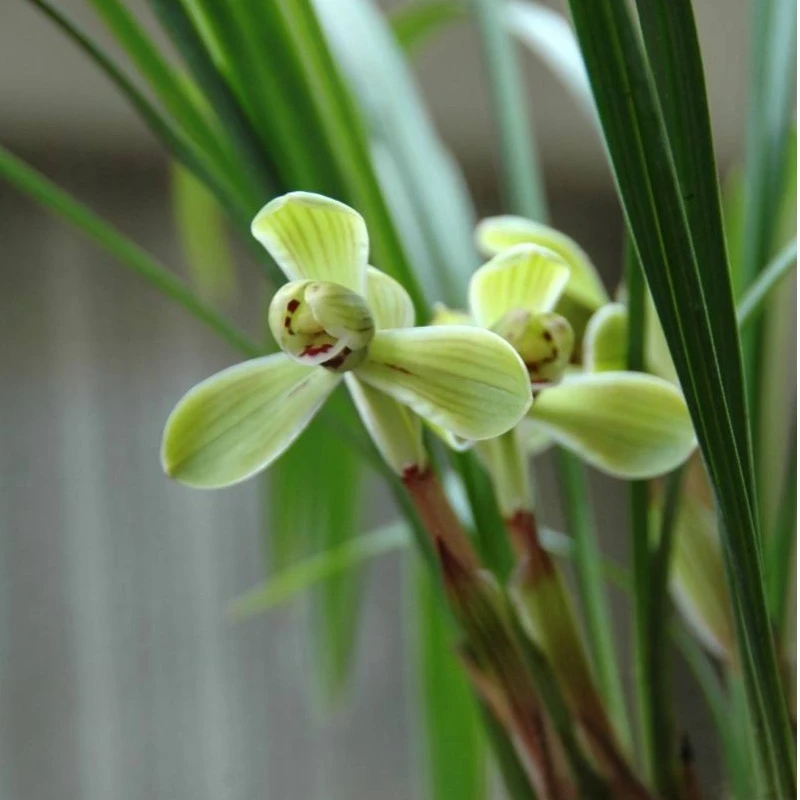 超哥兰苑兰花710-800价格石斛兰兰花草