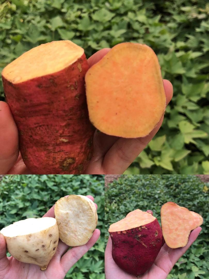 高山农家自种红薯（软糯/粉面香甜）