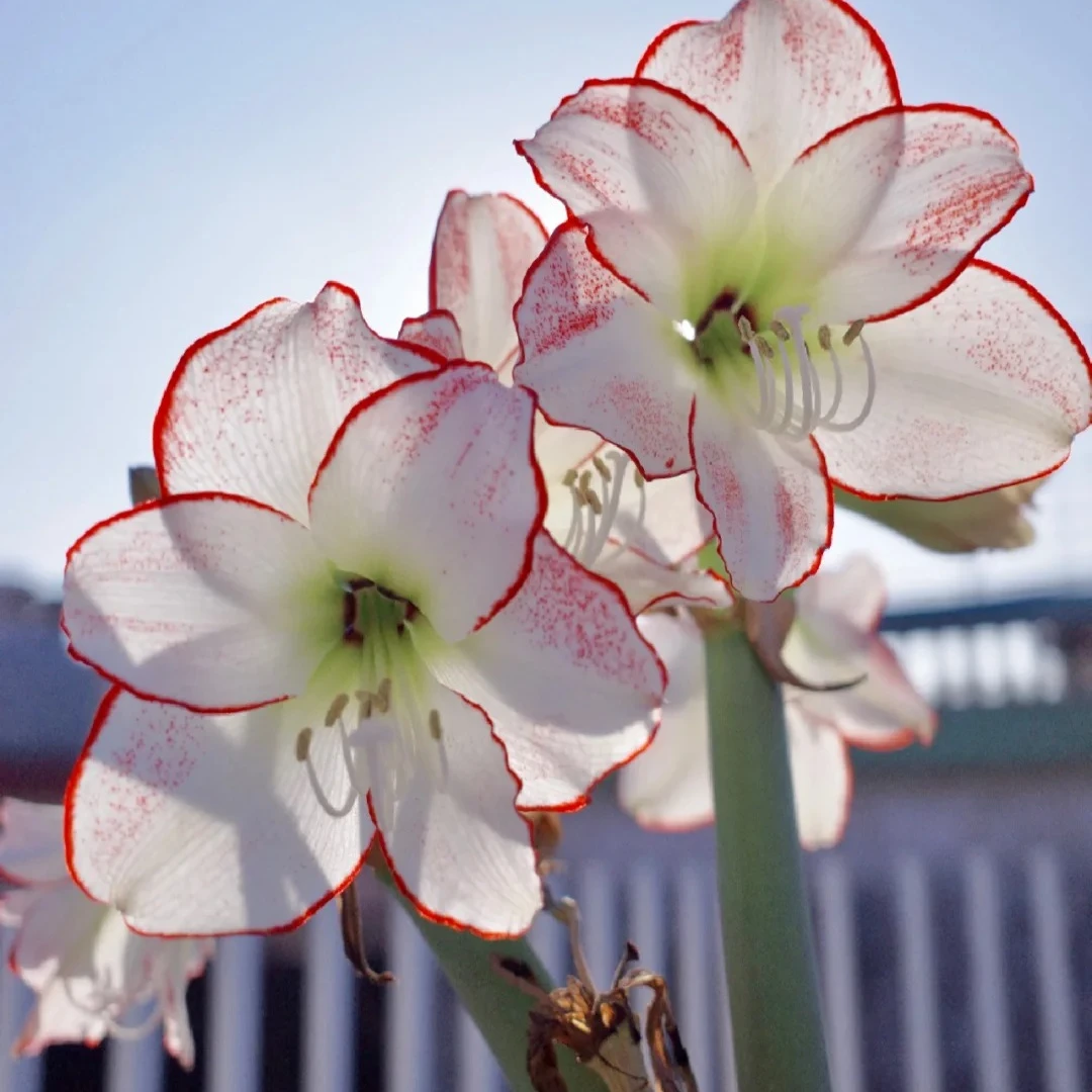 坤哥专属 蜡封朱顶红种球 秘鲁进口 新品粉色蜡球樱花