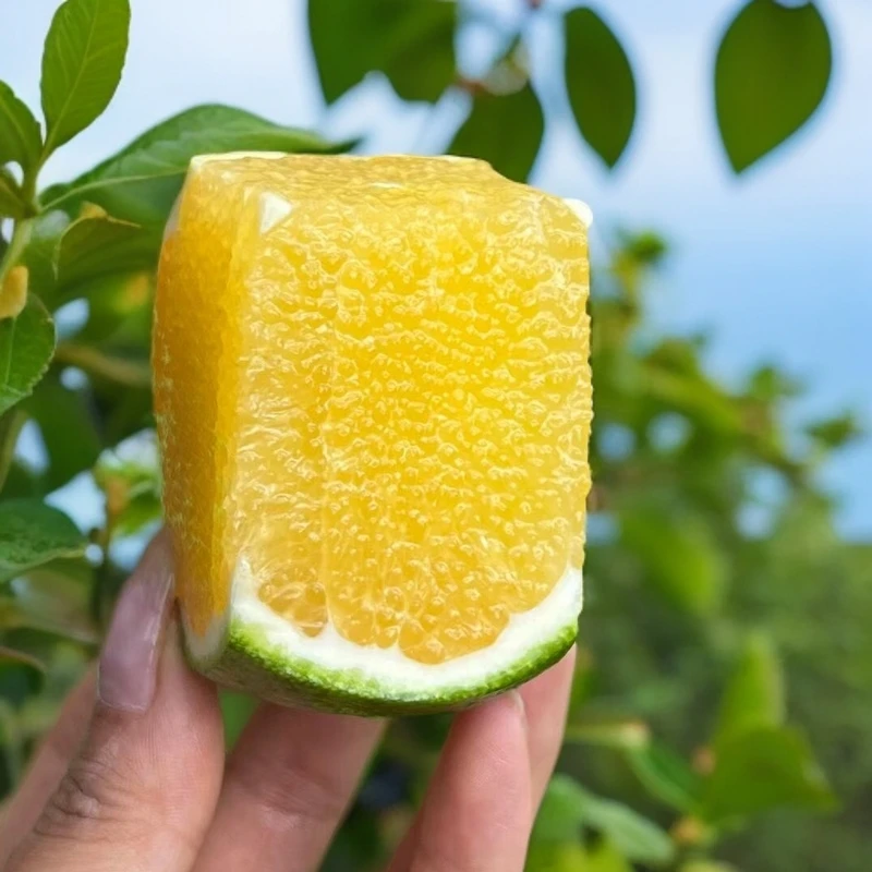 云南哀牢山冰糖橙精选大果10斤装清甜绿皮多汁皮薄元江县现采直发