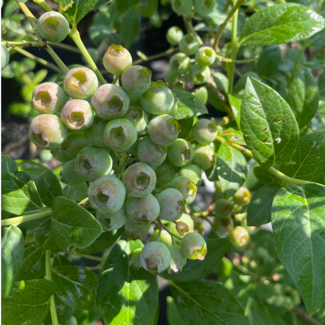 芊芊花园 一加仑蓝莓盆栽蓝莓树苗四季种植花园庭院盆栽不包活