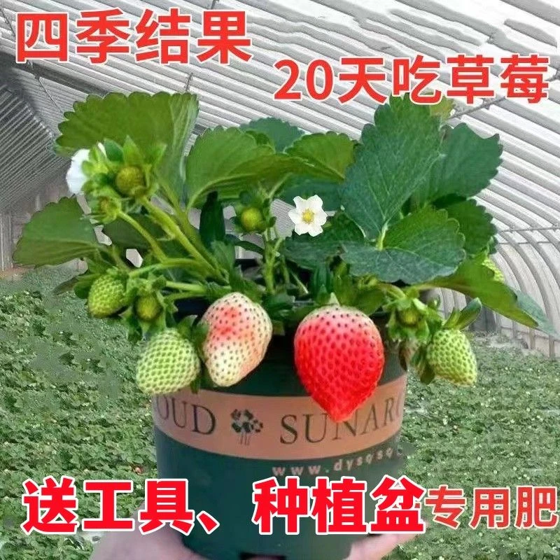 草莓秧苗四季草莓苗南北方当年结果奶油草莓苗红颜草莓苗草莓盆栽
