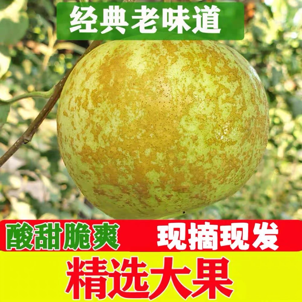 【好大鹅推荐】新鲜青苹果金帅苹果水果酸甜脆爽黄香蕉