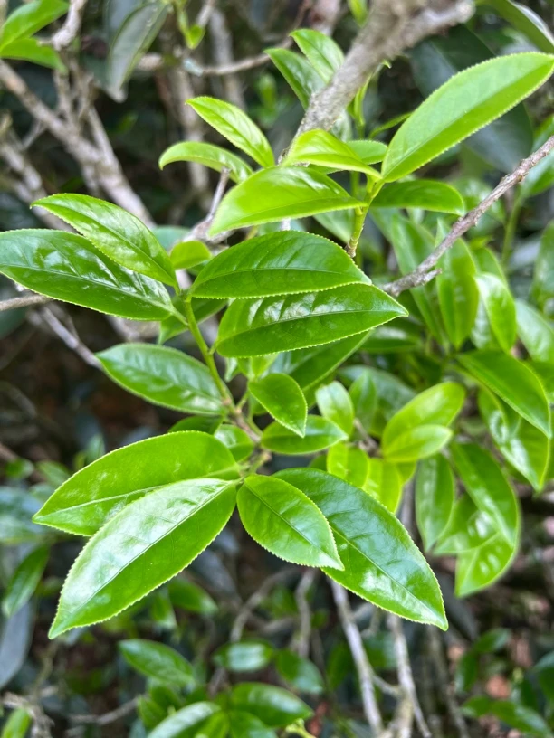 凤凰单枞茶鸭屎香淡淡奶香味回甘好陈师傅手工制茶农直销250克