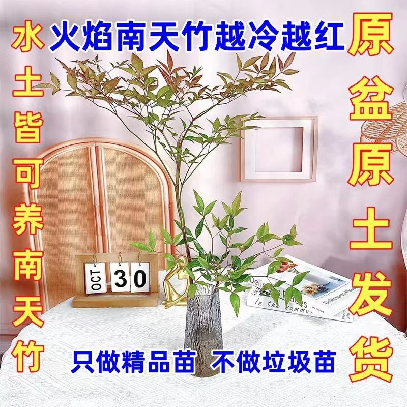 南天竹水培好养植物室内花卉鲜切枝盆栽真绿植水养马醉木吊钟平替