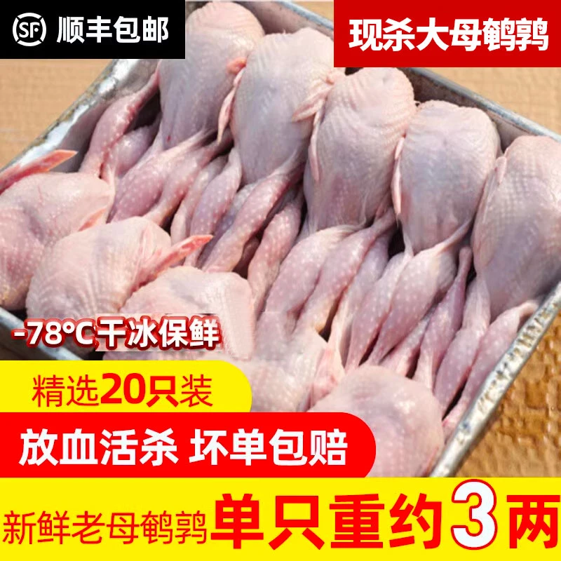 大号新鲜母鹌鹑肉现杀鹌鹑放血去肠鹌鹑白条现杀炖汤红烧烧烤用
