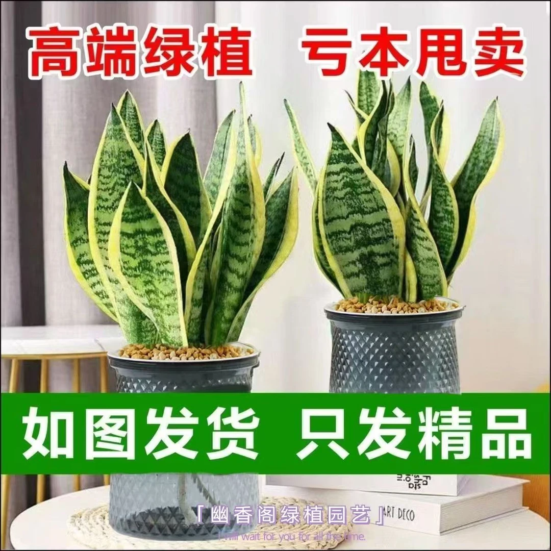 金边虎皮兰新房吸甲醛多肉植物防辐射室内花卉盆栽高矮虎尾兰