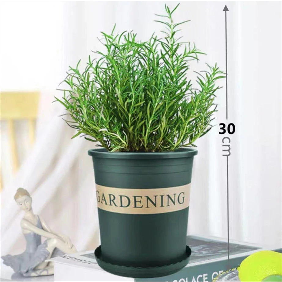可食用迷迭香盆栽驱蚊植物带香味室内绿植客厅净化空气吸甲醛花卉