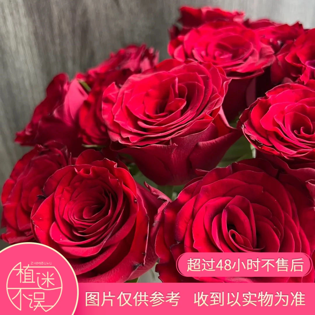 植迷不误单头高原红红色大花头玫瑰节日送礼养护基地直发插花醒花