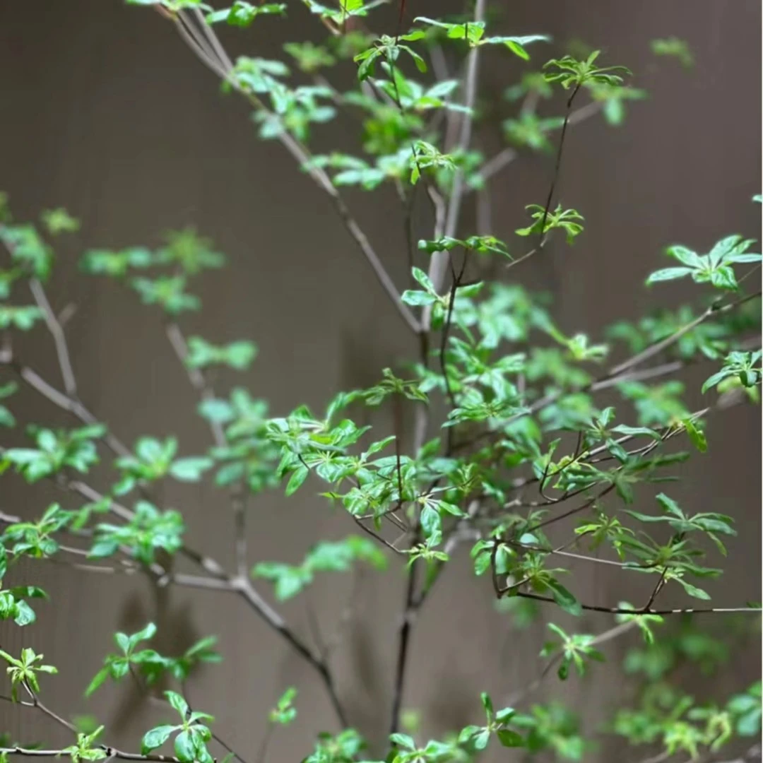 植迷不误【达播】日本吊钟叶子插花养护美观水培观叶百搭家庭美观