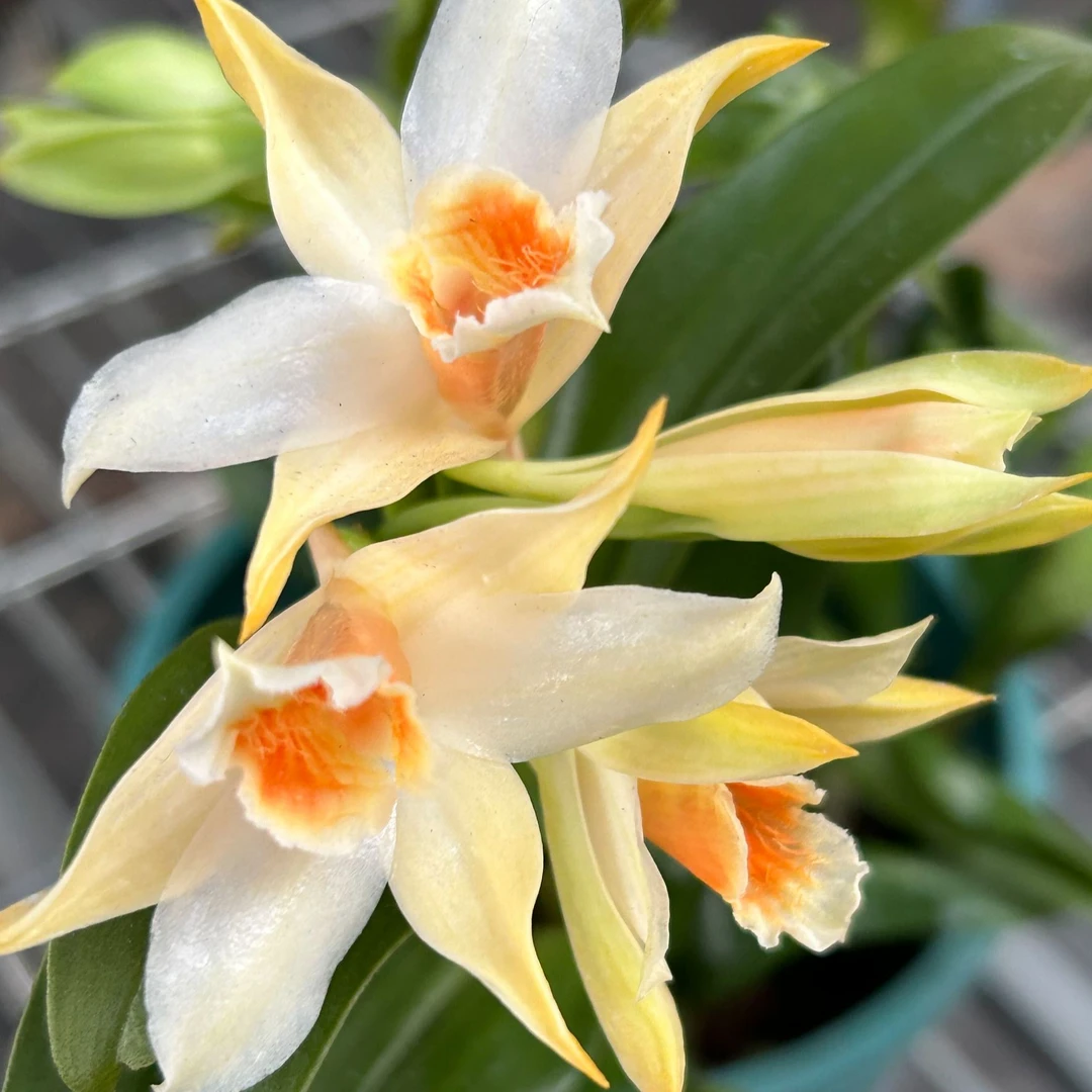 石斛兰【橘香石斛】大盆栽兰花 黑毛石斛花期特别长 开花橘子香味