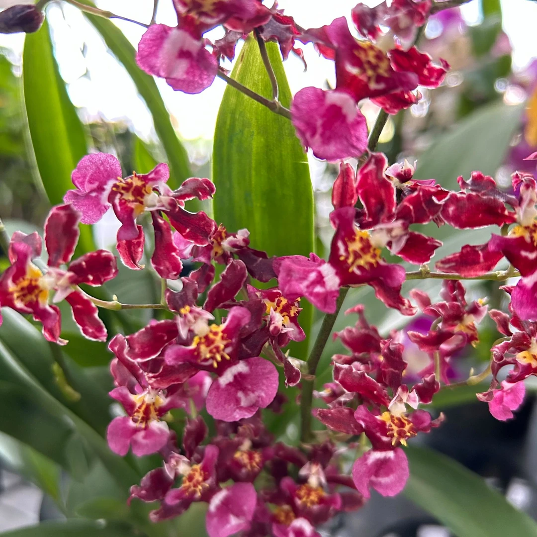 泰/国/香水文心兰（1支花剑）4寸盆栽兰花 浓香 阳台客厅庭院好养