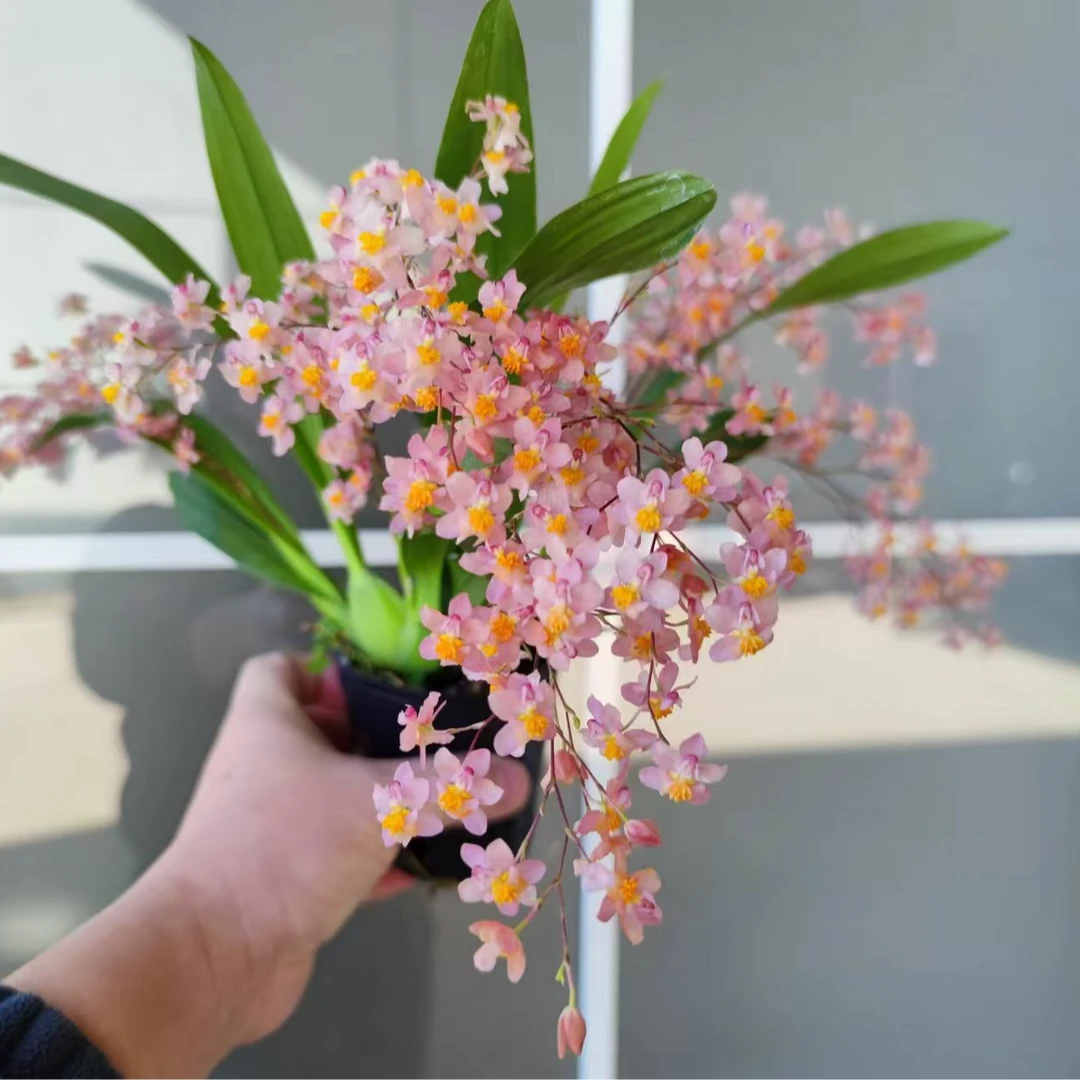 花仙子 粉色梦香兰 香水文心兰花盆栽室内阳台好养绿植花卉