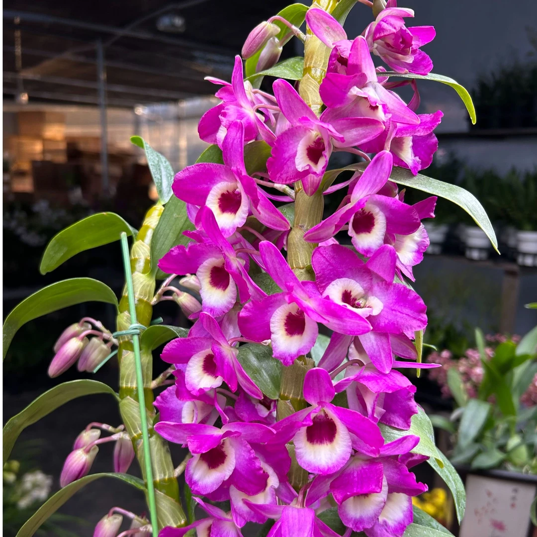 春石斛 蒙娜丽莎2-3支花条 带花苞 盆栽兰花 稀少品种大花朵 漂亮