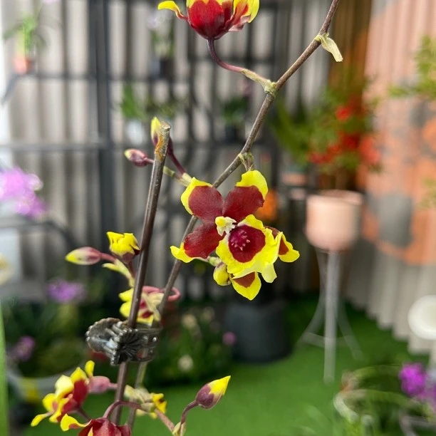 文心兰(七彩狐)盆栽兰花稀少品种带花剑发货花期长开放漂亮美观