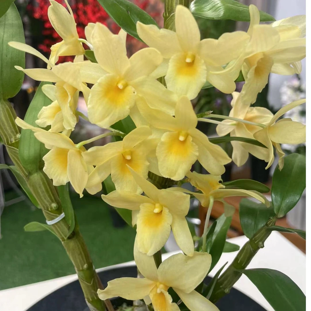 春石斛黄钻 巴比伦 稀少品种盆栽兰花复花勤客厅阳台室内外好养护