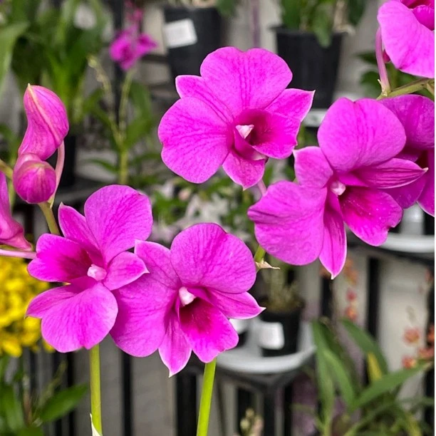 秋石斛兰朝阳（2-3支花箭）盆栽兰花 客厅阳台庭院室内外好养护