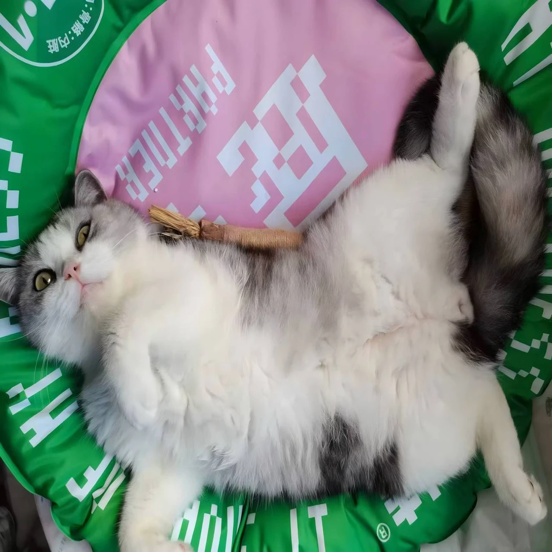【优加优选】帕特周边冰垫宠物降温猫狗通用
