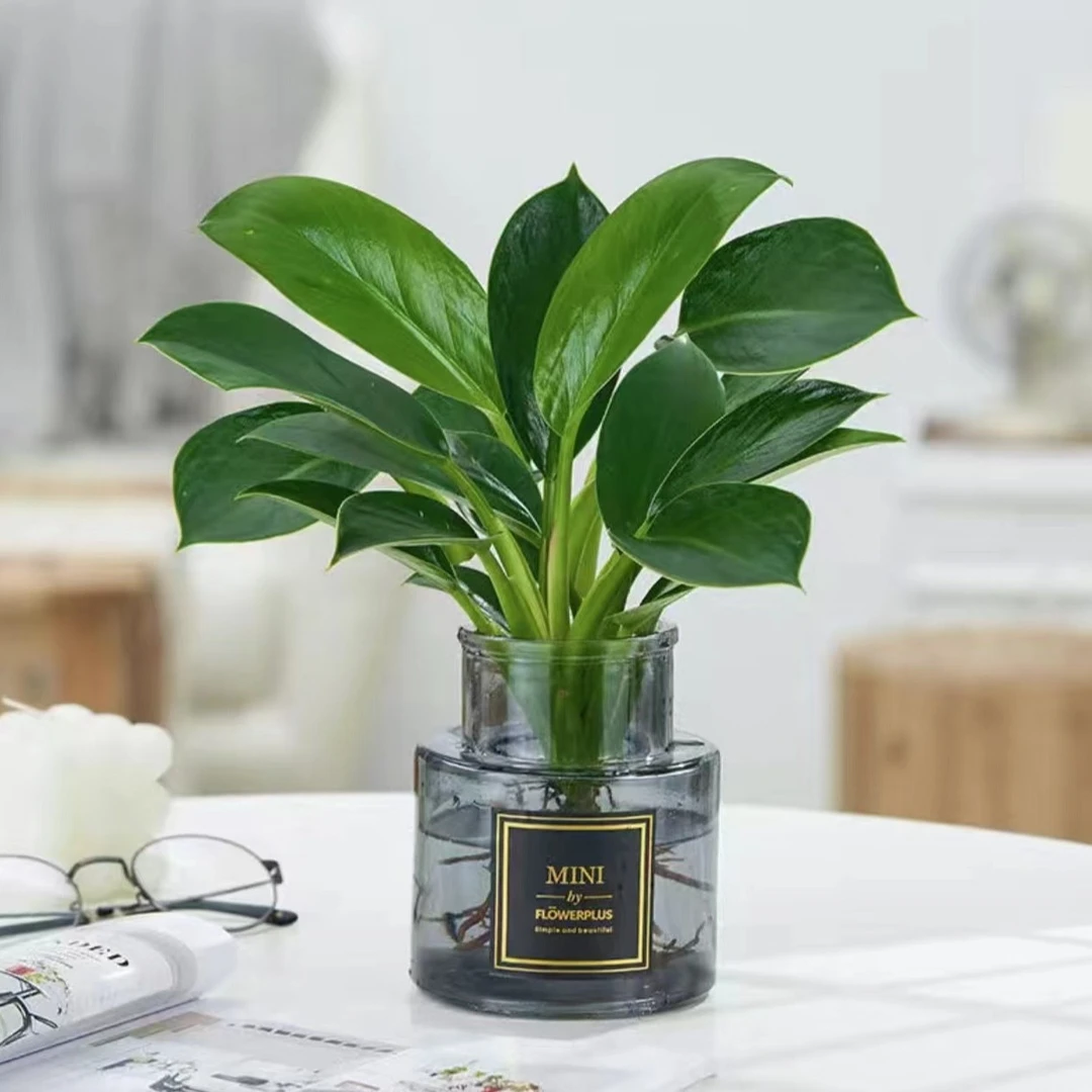 【新疆包邮】金钻四季常青好养易活室内客厅卧室绿植盆栽办公桌前台