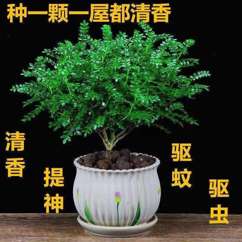 【新疆包邮】清香木胡椒木盆栽植物盆景净化空气绿植花卉驱蚊草提神