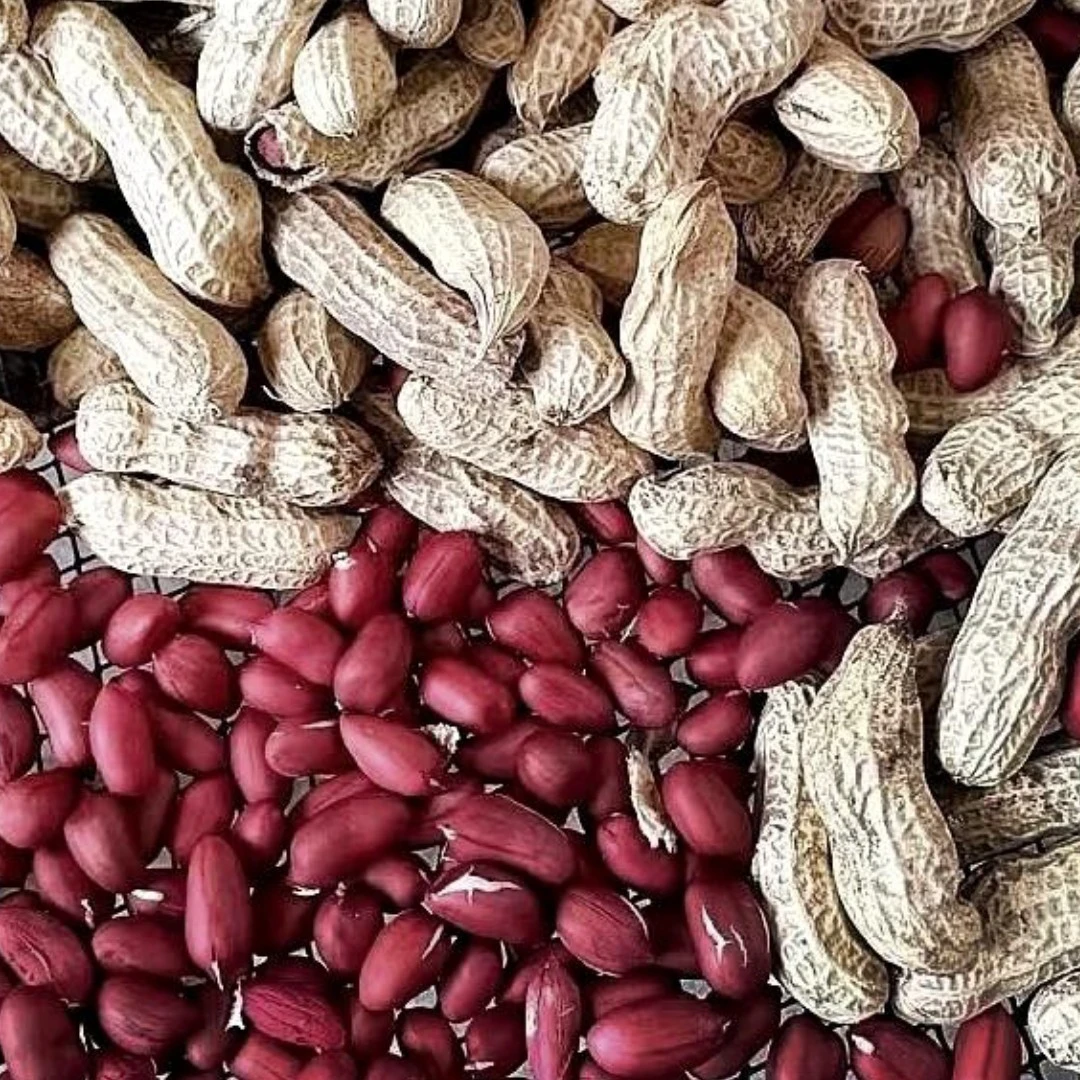 恩施老品种红米花生