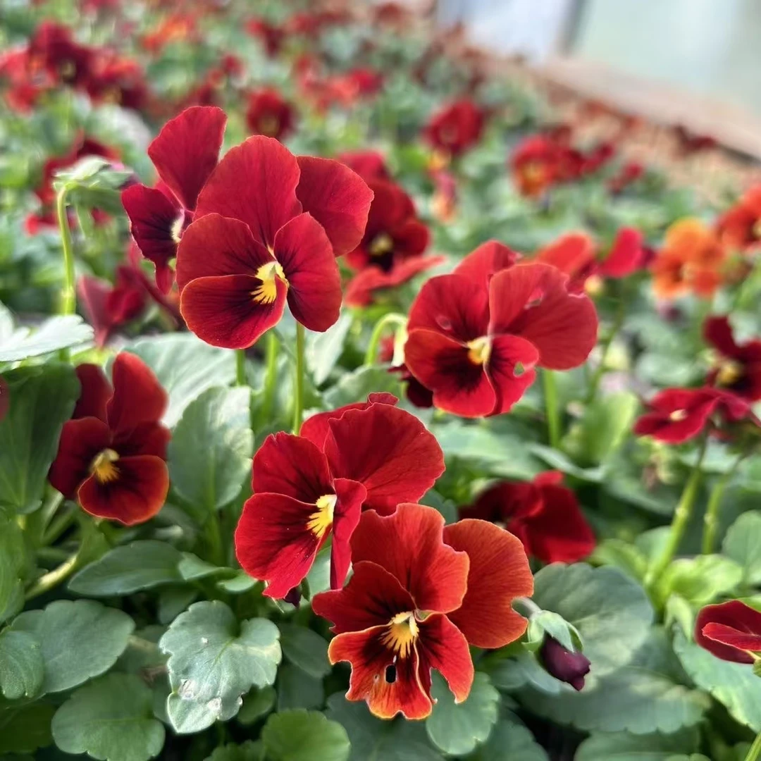 角堇草花多年生四季常绿草坪耐寒耐旱庭院绿化观赏花宿根三色堇