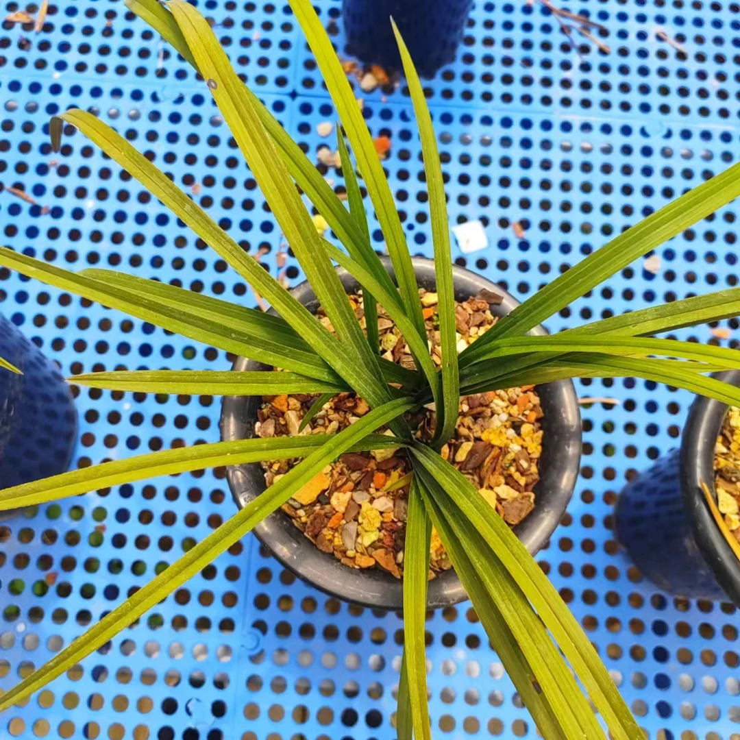 绿植园艺兰花盆景价格10