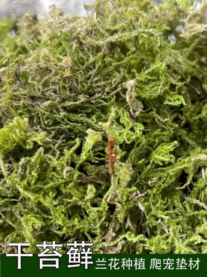 新鲜干苔藓蝴蝶兰花专用水苔青苔铁皮兰花种植大灰活苔藓爬宠垫材