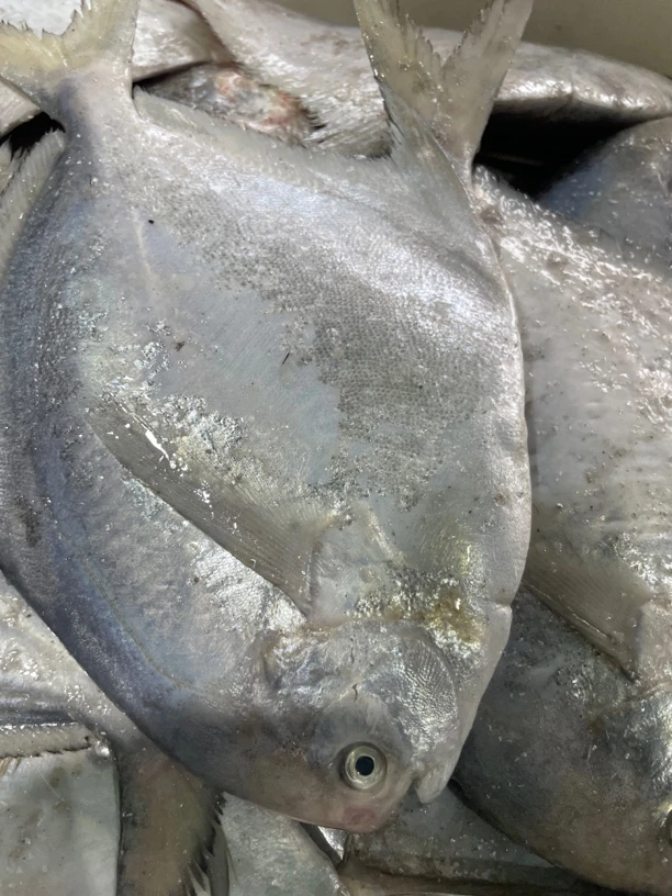 吕四渔港 新鲜银鲳鱼