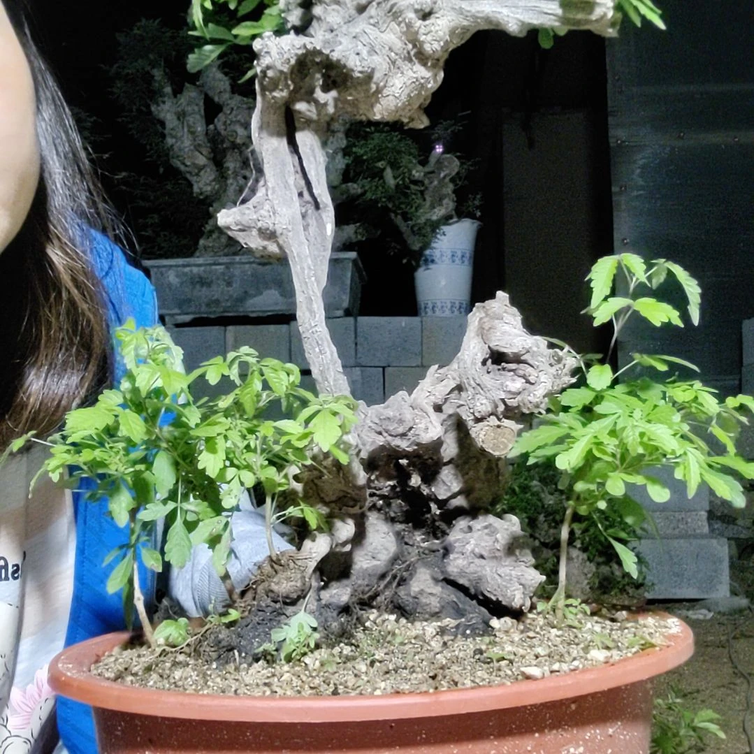 红陶20CM(含)-50CM(不含)梁**家