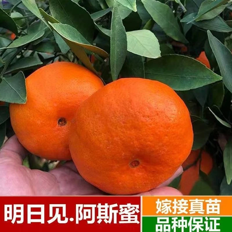 明日见柑橘苗 阿斯蜜柑橘 甜度高 水分足对版品种
