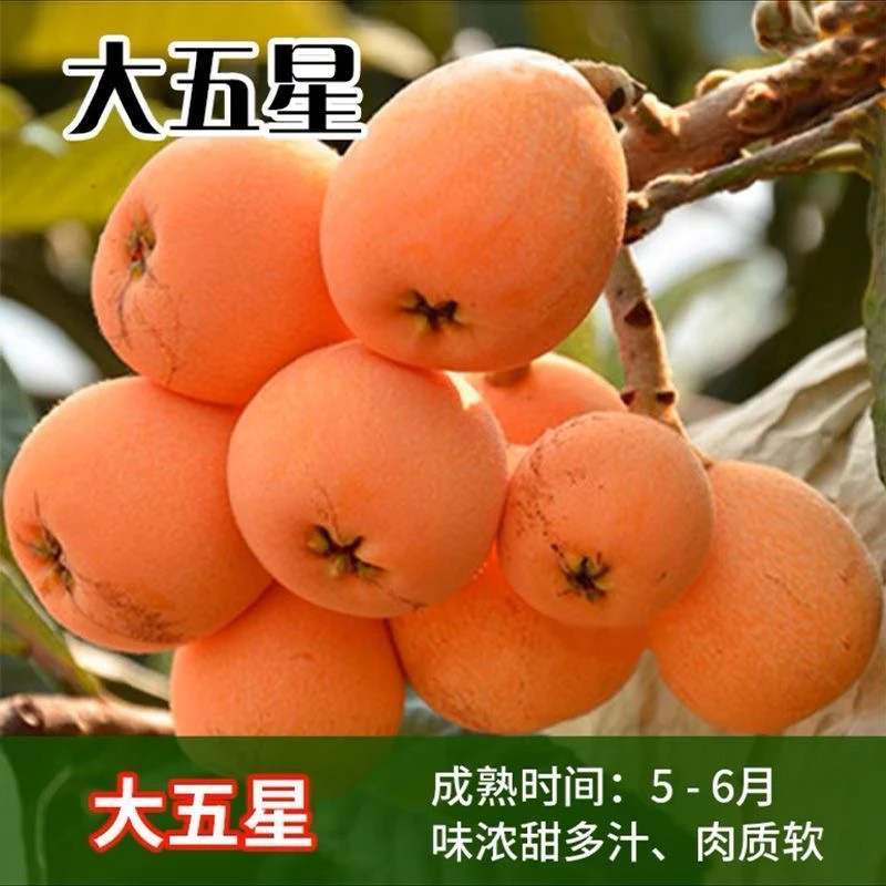 枇杷苗 大五星枇杷苗   品种对版容易栽种