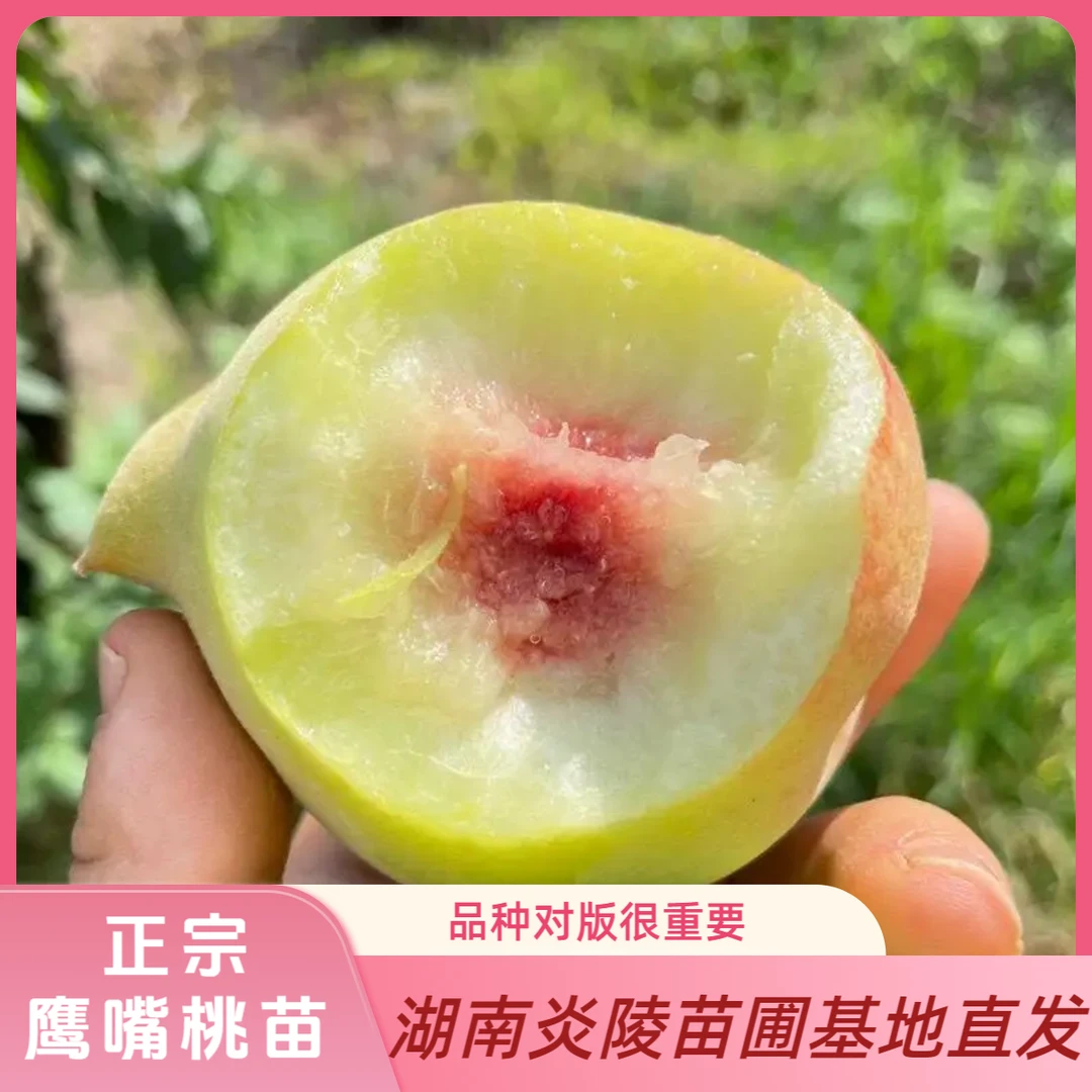 正宗鹰嘴桃桃苗 品种对版 嫁接苗 裸根发货
