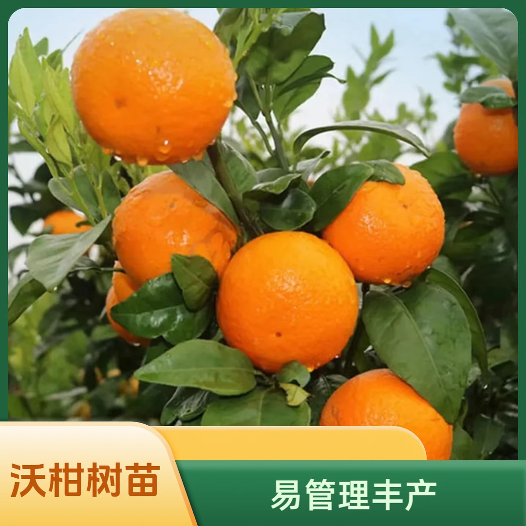 沃柑树苗 易管理庭院地栽 柑橘苗盆栽已嫁接