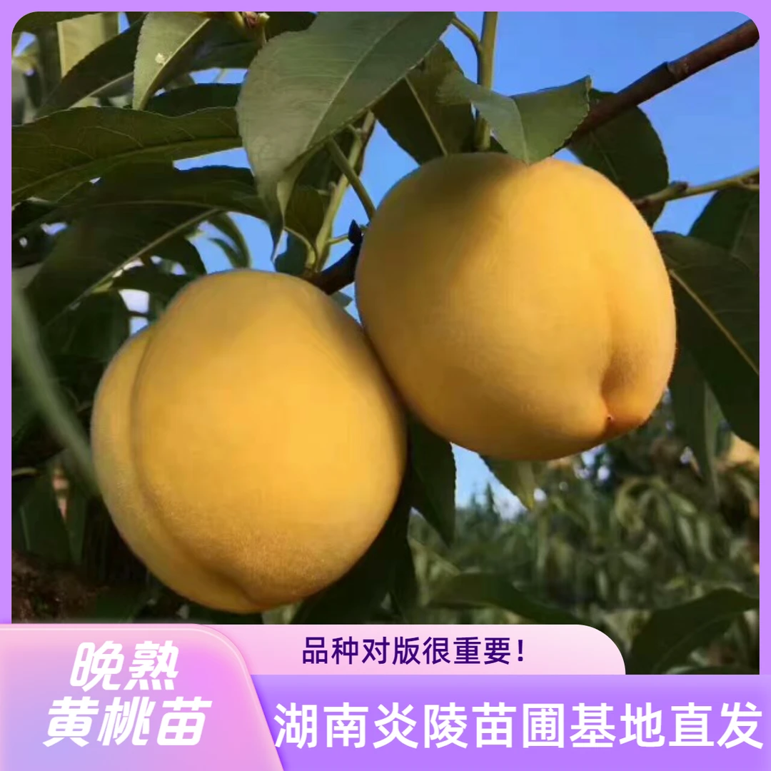 黄金冠黄桃苗 晚熟黄桃品种