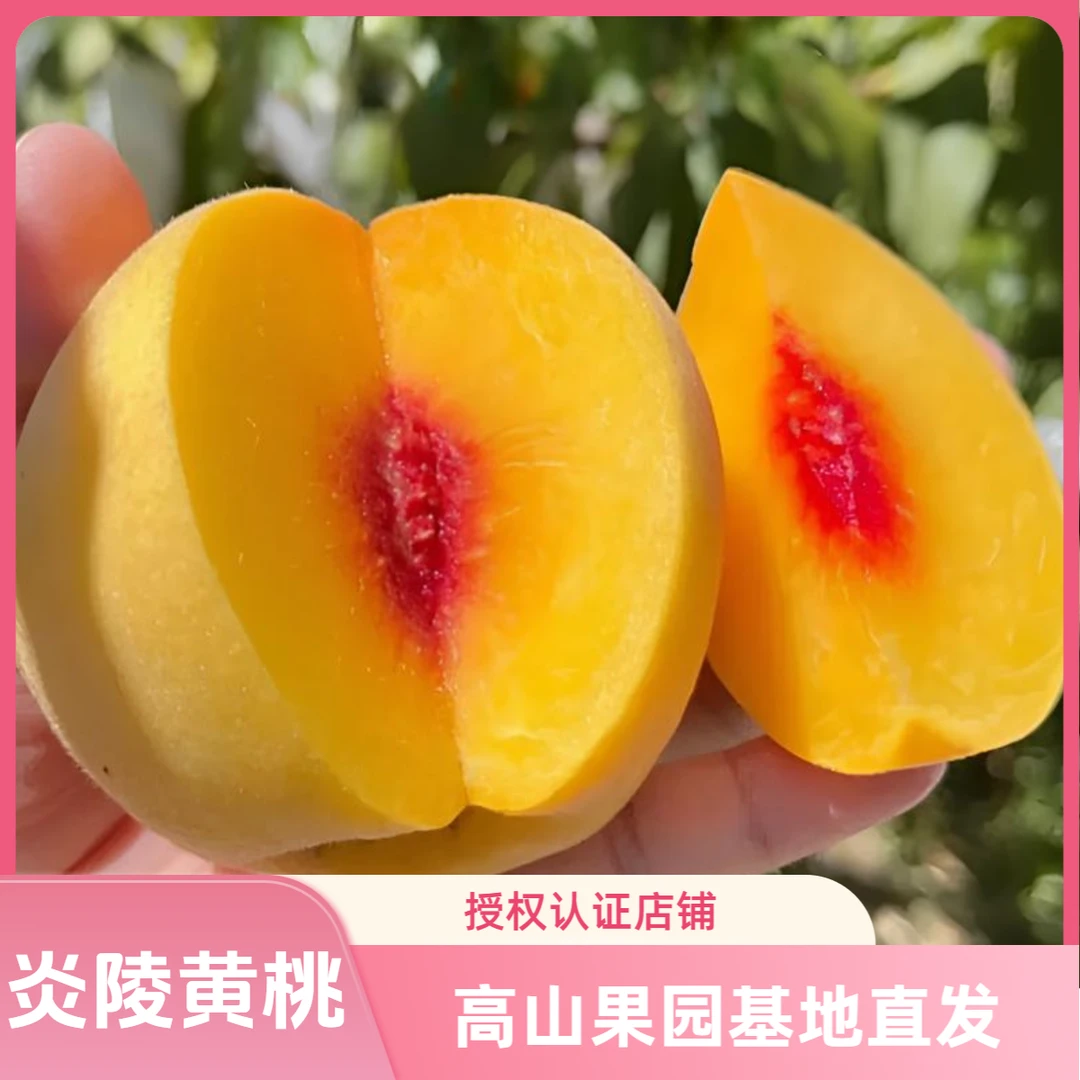 10斤装正宗炎陵黄桃湖南株洲高山果园直发香甜脆红心/发圆通