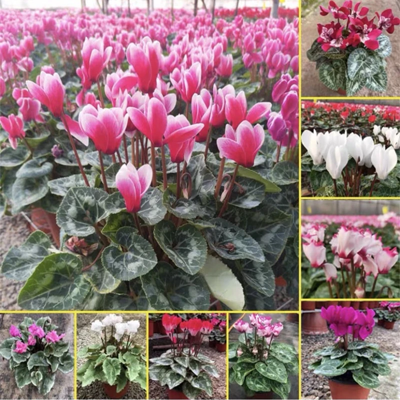 仙客来盆栽带花发货重瓣大花植物室内好养花卉四季开花阳台仙鹤来