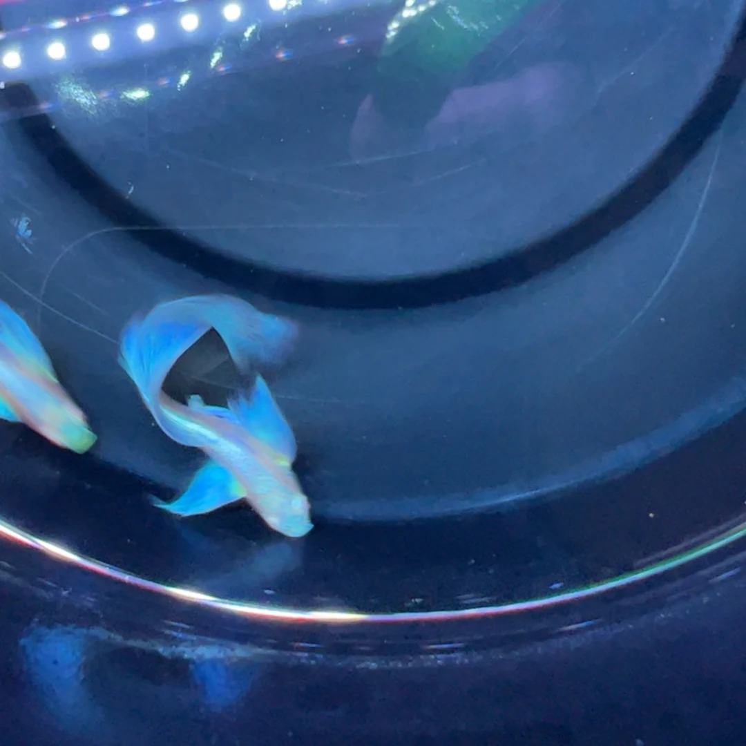 【闪购商品】孔雀鱼热带鱼公母搭配3程*金蓝白鸥翼