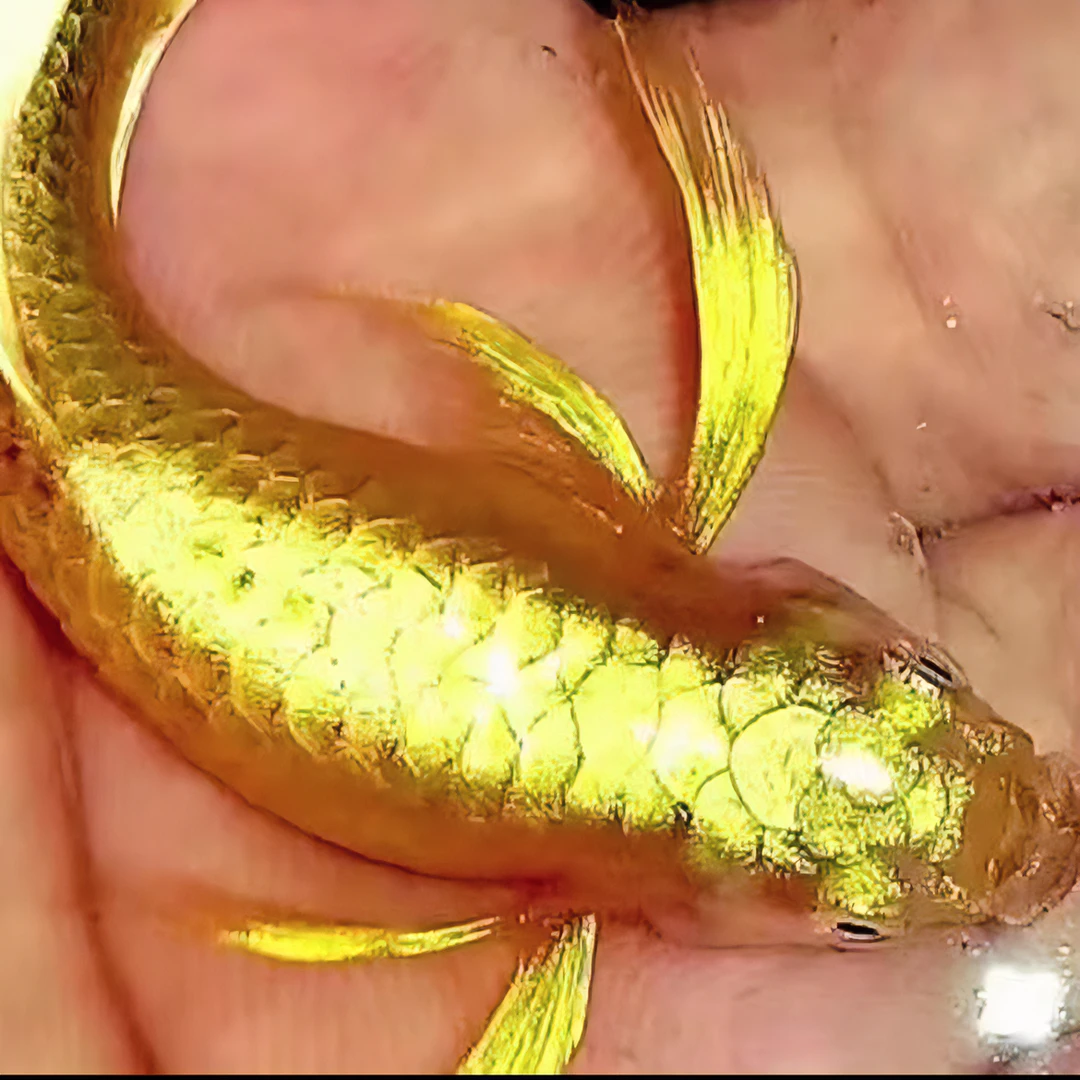 满麟黄金金丝带大耳飞船满麟黄金 饲养养殖活体养殖