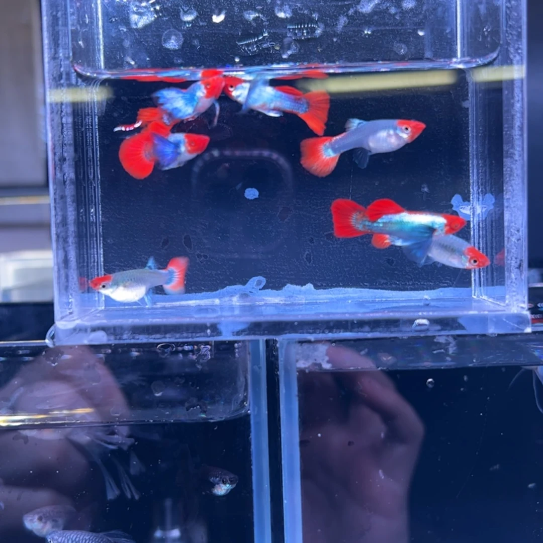 【闪购商品】孔雀鱼热带鱼公母搭配3米**艺