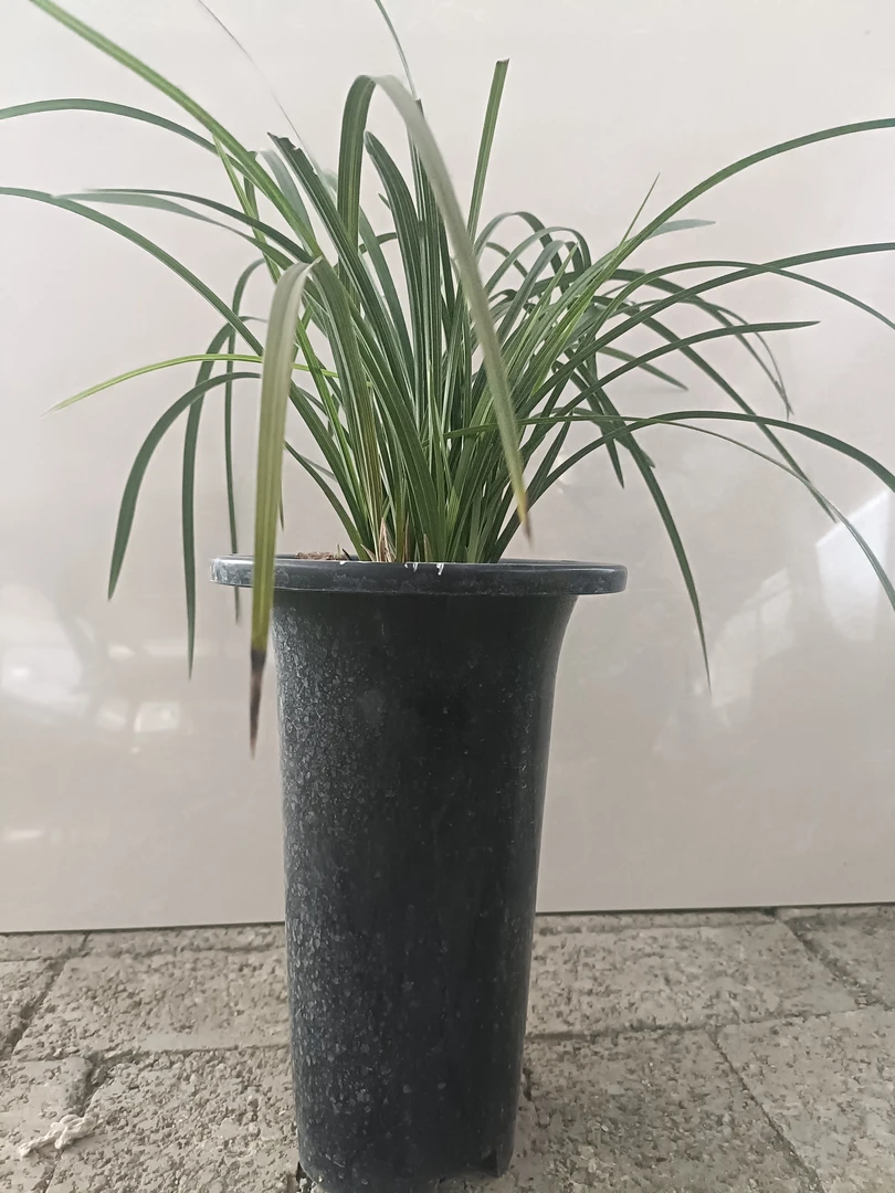 蕙兰浓香型线艺草