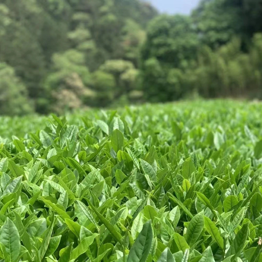 武夷亨【岩茶茶沫】武夷岩茶岩茶茶沫