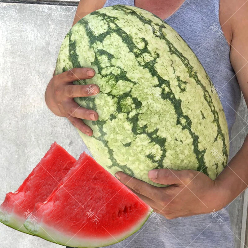 沙漠明珠巨型西瓜种籽大果懒汉西瓜种子四季水果甜硒砂西瓜种孑