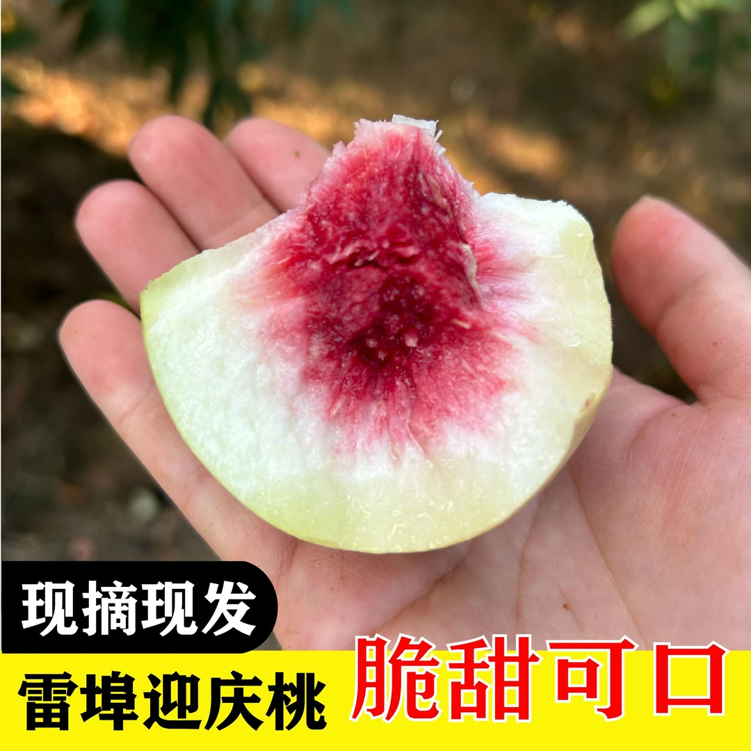 正宗雷埠迎庆桃10斤脆甜可口风味独特新鲜水果