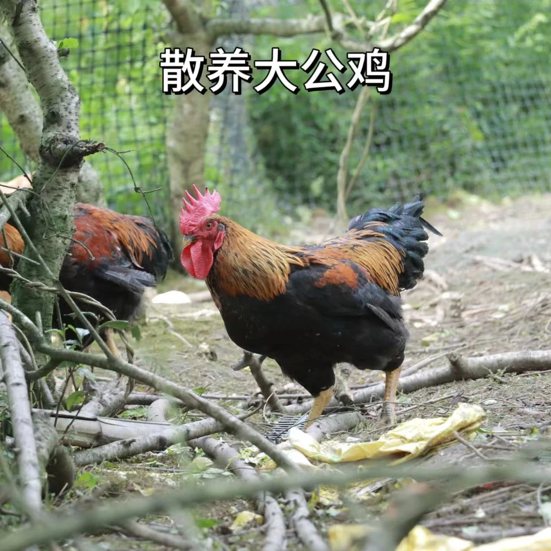 农家散养大公鸡净重3-3.5斤左右
