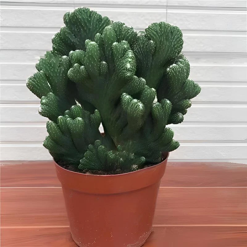 五指山仙人掌盆栽多肉植物大颗室内稀有品种耐旱绿植